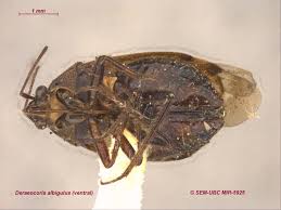 Attēlu rezultāti vaicājumam “Deraeocoris ruber imago”