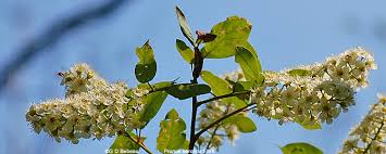 Attēlu rezultāti vaicājumam “Prunus serotina flower”