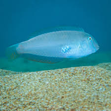 Image result for Xyrichtys novacula