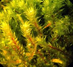 Attēlu rezultāti vaicājumam “Rhytidiadelphus”