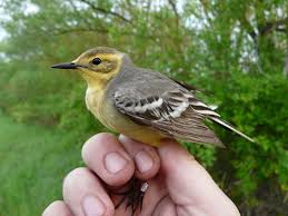 Attēlu rezultāti vaicājumam “Motacilla citreola”