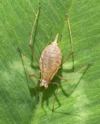 Attēlu rezultāti vaicājumam “Acyrthosiphon”