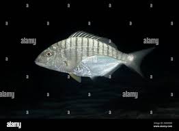 Image result for Lithognathus mormyrus