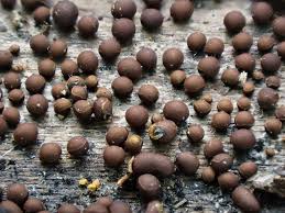 Attēlu rezultāti vaicājumam “Perichaena corticalis”