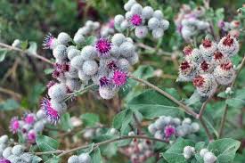 Attēlu rezultāti vaicājumam “Arctium nemorosum”