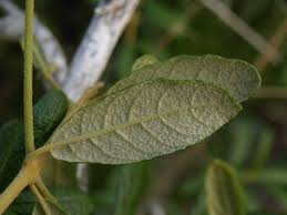 Attēlu rezultāti vaicājumam “Callitriche cophocarpa leaf”