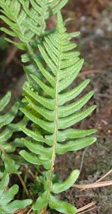 Attēlu rezultāti vaicājumam “Polypodium vulgare”