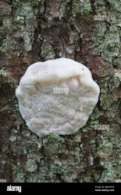 Attēlu rezultāti vaicājumam “Leptoporus mollis”