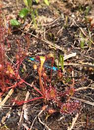 Attēlu rezultāti vaicājumam “Drosera x obovata leaf”