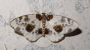 Attēlu rezultāti vaicājumam “Abraxas sylvata”