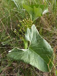 Attēlu rezultāti vaicājumam “Petasites spurius bud”