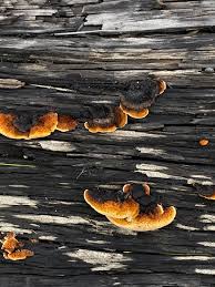 Attēlu rezultāti vaicājumam “Gloeophyllum sepiarium”