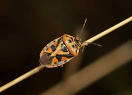 Attēlu rezultāti vaicājumam “Eurydema dominulus imago”