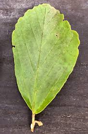 Attēlu rezultāti vaicājumam “Hamamelis vernalis leaf”
