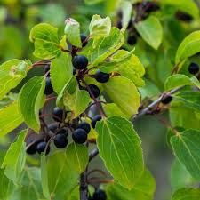 Attēlu rezultāti vaicājumam “Rhamnus cathartica leaf”