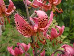 Image result for Lilium martagon `Manitoba Fox`