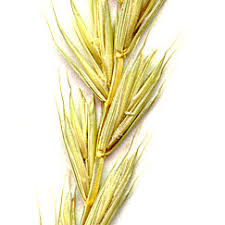 Attēlu rezultāti vaicājumam “Elytrigia repens”