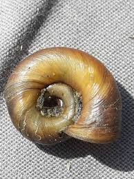 Attēlu rezultāti vaicājumam “Planorbidae”