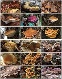 Attēlu rezultāti vaicājumam “Chondrostereum purpureum”