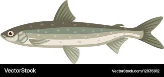 Image result for Coregonus albula