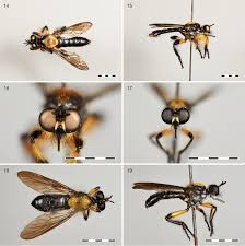 Attēlu rezultāti vaicājumam “Choerades sp.”