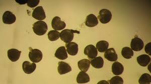 Attēlu rezultāti vaicājumam “Unio crassus”