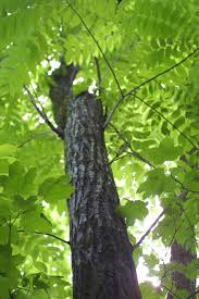Attēlu rezultāti vaicājumam “Juglans cinerea”