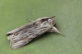 Attēlu rezultāti vaicājumam “Cucullia lucifuga”