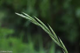 Attēlu rezultāti vaicājumam “Brachypodium pinnatum”