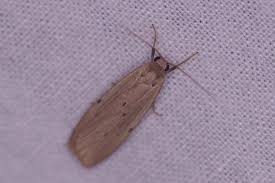 Attēlu rezultāti vaicājumam “Pelosia muscerda”