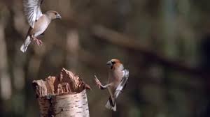 Attēlu rezultāti vaicājumam “Coccothraustes coccothraustes adult”