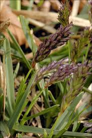 Attēlu rezultāti vaicājumam “Sesleria caerulea”