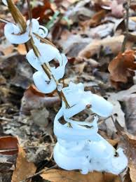 Attēlu rezultāti vaicājumam “Frost Flowers”