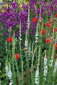 Image result for Linaria purpurea