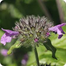 Attēlu rezultāti vaicājumam “Clinopodium vulgare fruit”