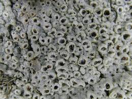 Attēlu rezultāti vaicājumam “Thelotrema lepadinum”