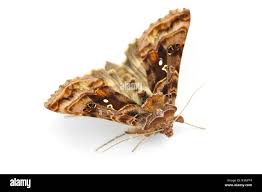 Attēlu rezultāti vaicājumam “Autographa pulchrina”