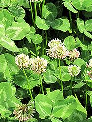 Attēlu rezultāti vaicājumam “Trifolium repens”
