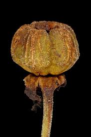 Attēlu rezultāti vaicājumam “Chimaphila umbellata fruit”