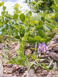 Attēlu rezultāti vaicājumam “Lathyrus japonicus subsp. maritimus fruit”