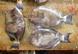 Image result for Acanthurus blochii