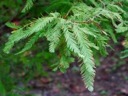 Attēlu rezultāti vaicājumam “Taxodium distichum”