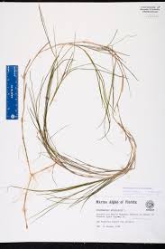 Attēlu rezultāti vaicājumam “Stuckenia pectinata”