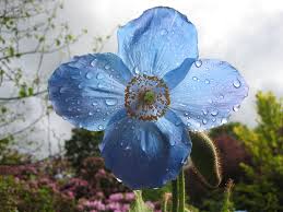 Image result for Scheinmohn