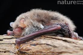 Attēlu rezultāti vaicājumam “Myotis nattereri”