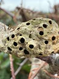 Attēlu rezultāti vaicājumam “Diastrophus rubi”