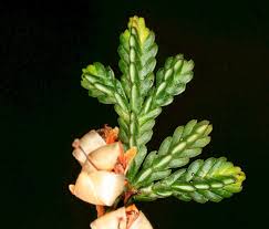 Attēlu rezultāti vaicājumam “Calluna vulgaris bud”