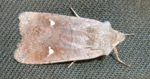 Attēlu rezultāti vaicājumam “Eupsilia transversa”