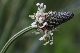 Attēlu rezultāti vaicājumam “Plantago lanceolata flower”