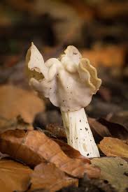 Attēlu rezultāti vaicājumam “Helvella crispa”